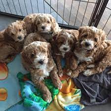 There are two totally different types of labradoodles, the australian labradoodle and the american. Australian Labradoodles Makes U Smile Home Facebook