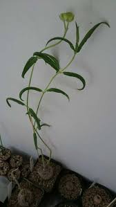 Image result for Stathmostelma fornicatum