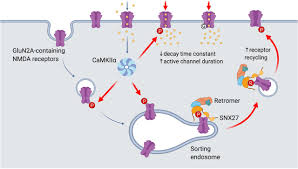 More generally, nmda receptors act as coincidence detectors and mediate numerous forms of synaptic plasticity all over the brain (lynch, 2004). Regulation Of Nmda Receptor Trafficking And Gating By Activity Dependent Camkiia Phosphorylation Of The Glun2a Subunit Biorxiv