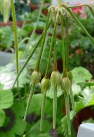 Image result for Pelargonium alchemilloides