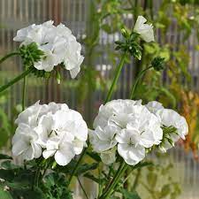 Pelargon F1 Dancer White Conservatory Plants Geraniums Dancer