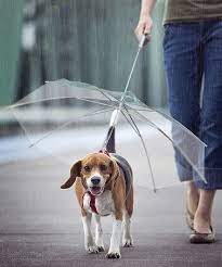 Need This For My Fur Baby In 2020 Dog Umbrella Dog Smells Dogs
