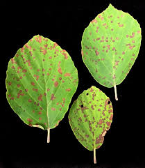 It is not troubled with most bothersome diseases and pests. Landscape Phyllosticta Leaf Blotch Umass Center For Agriculture Food And The Environment