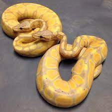 Pastel Coral Glow And Coral Glow Ball Python Ball Python Cute Reptiles Reptiles Pet