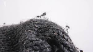 How to prevent and remove pilling 1) prevent pilling before it starts. Why Your Clothes Pill How To Remove Pilling
