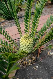 Image result for Encephalartos ngoyanus
