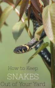 How To Keep Snakes Out Of Your Yard And Garden Garden Pests Snake Slugs In Garden
