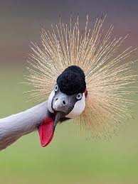 Pin By Fulya On Komik Dunya Bird Photography Wildlife Photography Pet Birds