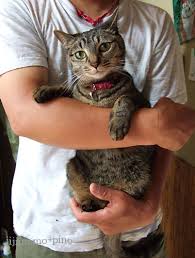 猫の正しい抱き方 その２ じじもも日記 ぴの