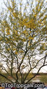 Image result for Parkinsonia africana