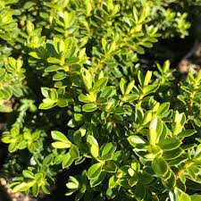 Maybe you would like to learn more about one of these? Hebe Lemon Lime