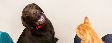 She will be cuddlier with you. Spotting The Signs Of Dog Pregnancy Purina