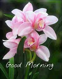 Images Whatsapp Shares Part 3 Beautiful Flowers Orchid Flower Beautiful Orchids