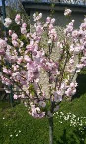 Image result for mandloň trojlaločná