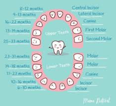 Baby Teeth Order Falling Out Chart Order Of Losing Baby