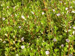 Image result for Bacopa