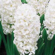 Near or far, send your loved ones a lush easter plant with proflowers' nationwide. 6 Plants That Make Beautiful Easter Gifts