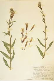 Image result for Onagraceae