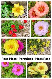 Common purslane is a succulent plant that produces a mat of thick stems and padded leaves. Portulaca This Plant Thrives On Neglect Garden Sanity By Pet Scribbles