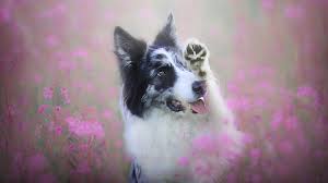 Mitunter machen sie auch von ihren. Foto Border Collie Hunde Susse Tiere 1366x768