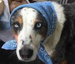 Apply a thick coat of petroleum jelly to their ears. Black Fly Bites On Dogs Don T Panic
