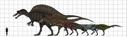 spinosauridae size chart featuring spinosaurus oxalaia suchomimus baryonyx ichthyovenator and irritator poster print