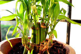 Made from a 100% recyclable #5 material. Why Is My Lucky Bamboo Turning Yellow Bamboo Plants Hq