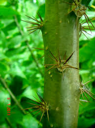 Daun jarum tujuh bilah disebut juga jarum tujuh bintang, atau pereskia (pereskia sacharosa/saecnarosa) merupakan tanaman obat yang dikenal mampu mengobati kanker. Encyclopedia Of Life
