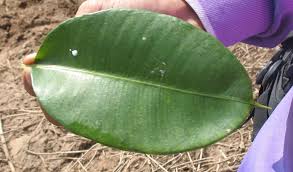 Image result for Cryptolepis apiculata