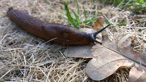 Some people, therefore, use table salt or road salt. Slugs Snails How To Get Rid Of Slugs And Snails In The Garden The Old Farmer S Almanac