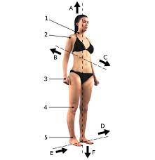 During muscle contraction, the moves toward the. Free Labeling Of Body Movements Human Muscular System Posterior View Human Muscular