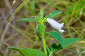 Image result for Sesamum