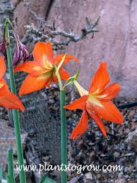 Image result for Hippeastrum puniceum