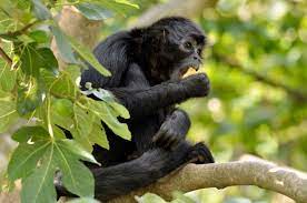 20 Endangered Species That May Surprise You In 2020 Endangered Species Extinct Animals Animals