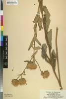 Image result for Vernonia adoensis