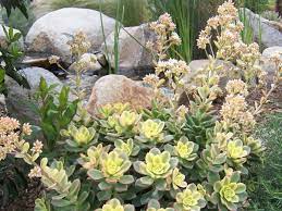 Beautiful aeonium which seems similar in habit and leaves to a. Aeonium Kiwi Kiwi Aeonium Aeonium Kiwi Indoor Flowering Plants Planting Flowers