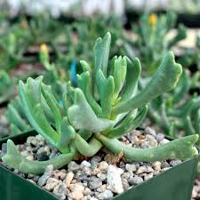 Image result for Rhabdophyllum