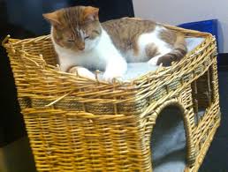 But in seoul, the pet cafe experience goes far beyond just cats and dogs. Cat Cafe In Munich What You Need To Know Before You Visit