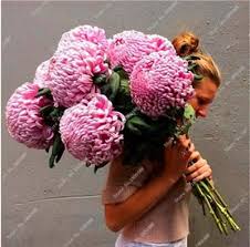 Thailand Chrysanthemum Seed 100 Particles Lot Lovely Bonsai Flower Beautifying And Air Purification Diy Home G Bonsai Flower Pretty Flowers Beautiful Flowers