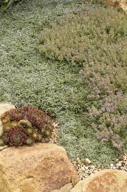 Image result for Allophylus lastoursvillensis