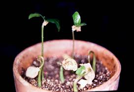 Image result for Heisteria zimmereri