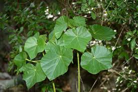 Image result for Hildegardia