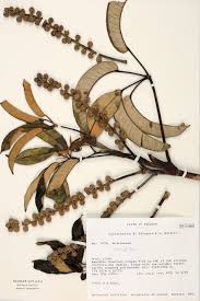 Image result for Araliaceae