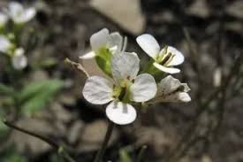 Image result for Arabis alpina