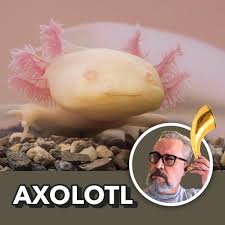 Agradecimiento especial a carlos, la voz del relato, que aparece por cortesía de volum. Radiant Whispers Radiantwhispers Twitter