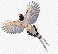 Logo is suitable for bird shop, bird zoo, bird. Eurasian Magpie Vogel Fliegende Elster Png Herunterladen 1264 1159 Kostenlos Transparent Fauna Png Herunterladen