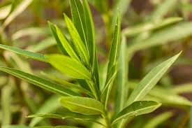 Image result for Oleandra distenta