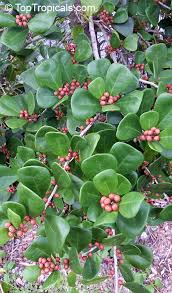 Image result for Corallocarpus triangularis