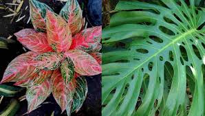 Maybe you would like to learn more about one of these? Usaha Budidaya Tanaman Hias Yang Menguntungkan Dan Mudah