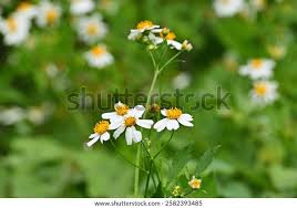 Image result for Bidens pinnatipartita